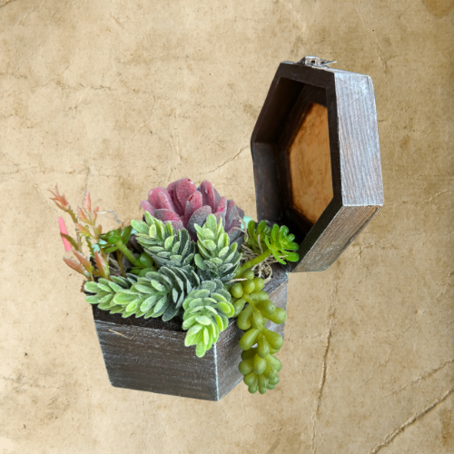 Succulent Box Medium