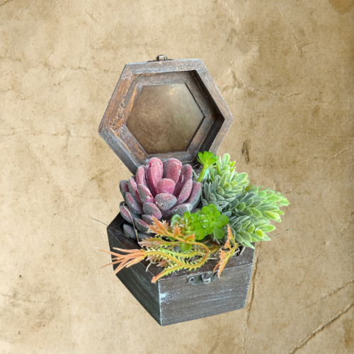 Succulent Box Medium