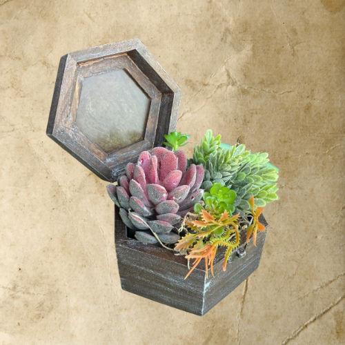 Succulent Box Medium