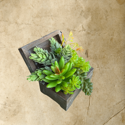 Succulent Box Small