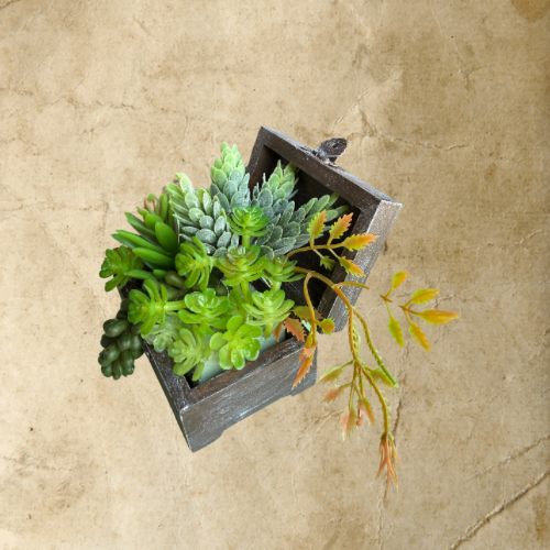Succulent Box Small