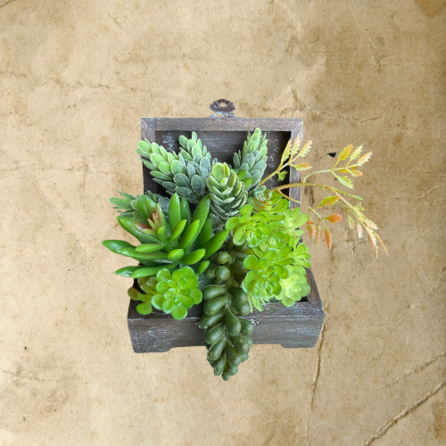 Succulent Box Small